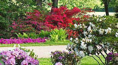 Gehweg durch den Rhododendronhain im Britzer Garten